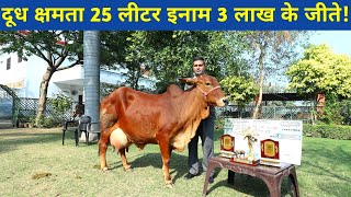 Top Quality Sahiwal cow in Sahiwal dairy farm Karnal Haryana [upl. by Prosser]