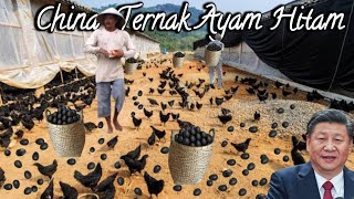 Menakjubkan Cara orang China Beternak Jutaan Ayam Serba Hitam  Teknologi Peternakan China [upl. by Philan213]