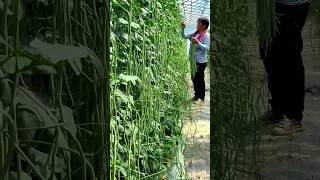 Amazing Yard Long Beans Farming will be Surprised to See the Yield  shorts yardlongbean [upl. by Anitsirhcairam]