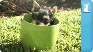 Yorkie Puppies in Teacups [upl. by Naloc]