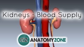 Blood Supply to the Kidneys  3D Anatomy Tutorial [upl. by Eniaral]