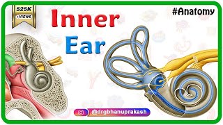 Inner ear Anatomy Animation  Cochlear component Vestibular component Semicircular component [upl. by Hurst]