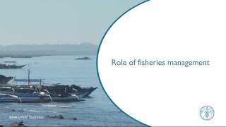 Role of fisheries management [upl. by Benetta]