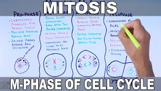 Mitosis  MPhase [upl. by Gussman]