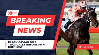 BLACK CAVIAR DIES TRAGICALLY BEFORE 18TH BIRTHDAY [upl. by Roswell]