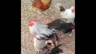 chicken gang rape 2022 [upl. by Muller581]