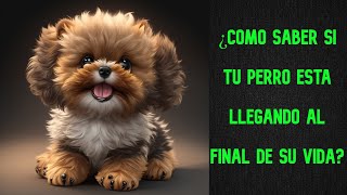 Señales de despedida ¿Cómo saber si tu perro está llegando al final de su vida [upl. by Evers]