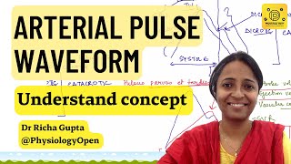 Normal Arterial pulse physiology waveform pulse tracing applied  CVS physiology mbbs  practical [upl. by Emelun905]