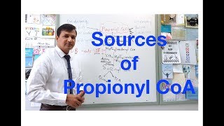 Propionyl CoA Sources [upl. by Anirdna]