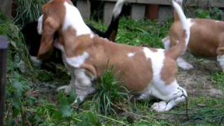 Basset Hound puppies 8 weeks old p3 [upl. by Sitof]