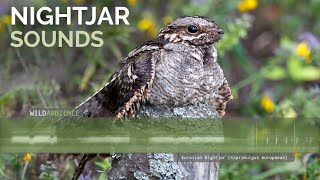 Eurasian Nightjar Call amp Sounds [upl. by Anovahs20]