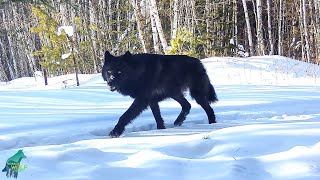 Rare black wolves in northern Minnesota [upl. by Haramat937]