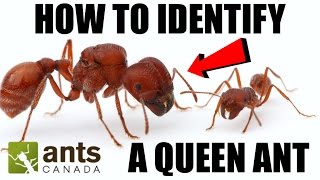 How To Identify a Queen Ant [upl. by Regor]