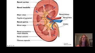 Introduction to Renal [upl. by Basile]