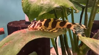 Quick update Selling my tank bred L134 Leopard frog plecos to LFS [upl. by Berna]