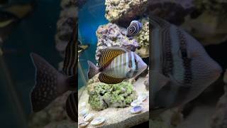 New Desjardinii Sailfin Tang [upl. by Anauj501]