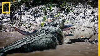 Duelo animal COCODRILO vs TIBURÓN SARDA National Geographic en Español [upl. by Nanreh146]