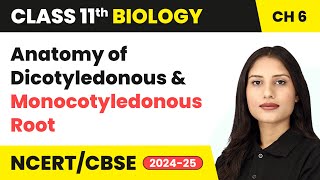 Anatomy of Dicotyledonous and Monocotyledonous Root  Class 11 Biology Chapter 6  CBSE 202425 [upl. by Okin]