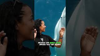 Beluga Whale Facts Discover the Wonders of Marine Biology [upl. by Ettezil]