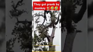 Monkey said why are you recording and for what🤣 funny reels shorts viralvideo monkey fun [upl. by Kilbride]