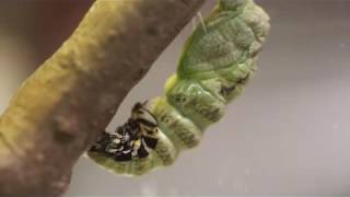 Swallowtail Caterpillar forming Chrysalis on branch  real time [upl. by Maressa335]