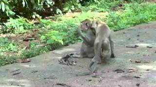 Distressed longtailed macaque female in Don Chao Poowmv [upl. by Coffey]