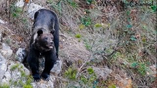 Oso pardo cantábrico Cantabrian brown bear Ursus arctos arctos [upl. by Ludwig]