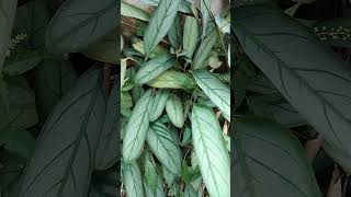 Calathea Variety Prayer Plant Setosa Grey Star Plant natureplants indoorplants garden [upl. by Sorel837]