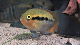 Herotilapia multispinosa  Regenbogencichlide [upl. by Sara-Ann]