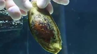 HATCHING A CORAL BANDED CAT SHARK EGG [upl. by Hester]