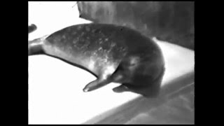 Hoover the talking Seal July 1011 1984 [upl. by Concettina289]