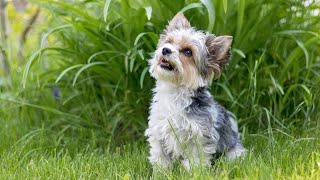 Delicious Treats for Soft Coated Wheaten Terriers [upl. by Acinok]