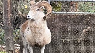 Montana man sentenced for cloning giant sheep for captive hunting [upl. by Roper]