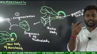 Plant  Bryophytes  liverworts Reproductionbiology  class 11 [upl. by France480]