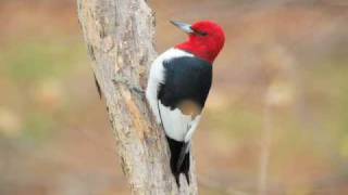 RedHeaded Woodpecker 2008 [upl. by Salsbury796]