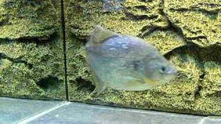 85quot marginatus piranha [upl. by Earahc]