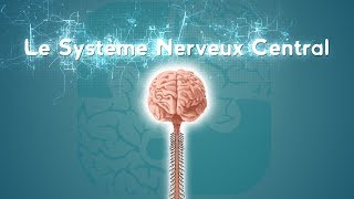 Neurolexique 2  Le Système Nerveux Central [upl. by Ely]