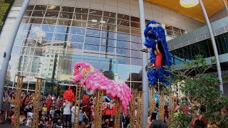 CNY2019 大年初一  Acrobatic Lion Dance múa lân 高桩舞獅表演 by KL Kun Seng Keng 关圣宫 IPC 522019 4K UHD [upl. by Ryley458]