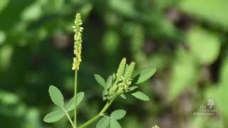 How to identify yellow sweet clover Melilotus officinalis [upl. by Antoinette]