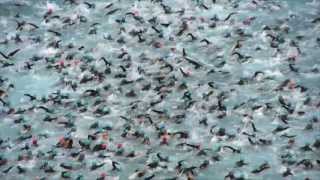 2013 Ironman Nice  Official Start  Thousands of swimmers amazing [upl. by Kristoffer]