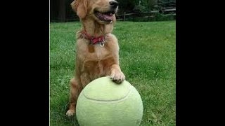 Dog and Ball funny dog videos [upl. by Akcired]