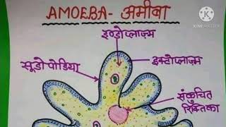 how to draw amieba diagram  अमीबा का चित्र कैसे बनायें। [upl. by Hazelton226]