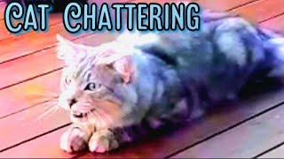 Cat Chattering 🐈 Vocal  Talking cat [upl. by Gaston]