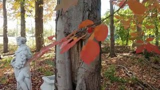 The Tupelo tree Beautiful fall color and wildlife value [upl. by Yenwat447]