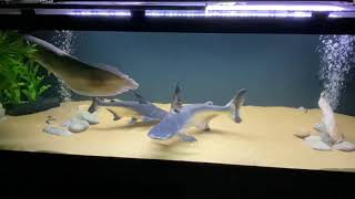 BIG Paroon Sharks [upl. by Irrol]