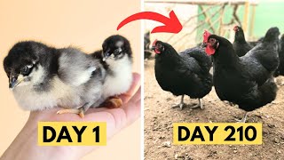 Black Australorp Chickens chick growth Day by Day  Black Australorp CHICKS Growth  Hen Growth [upl. by Aihsem862]