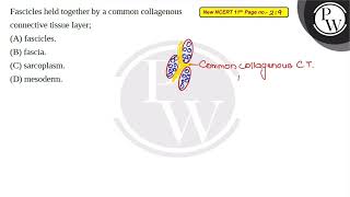 Fascicles held together by a common collagenous connective tissue layer [upl. by Mariken444]