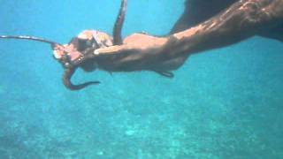 Octopus Catching by Hand  Seychelles [upl. by Orat246]