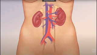 Watch How Kidneys Actually Work [upl. by Aivekahs]