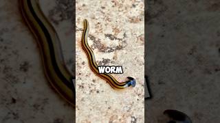 Most Dangerous Insect in the World  Hammer Head Worm facts nature insects science animals [upl. by Aiuqet]